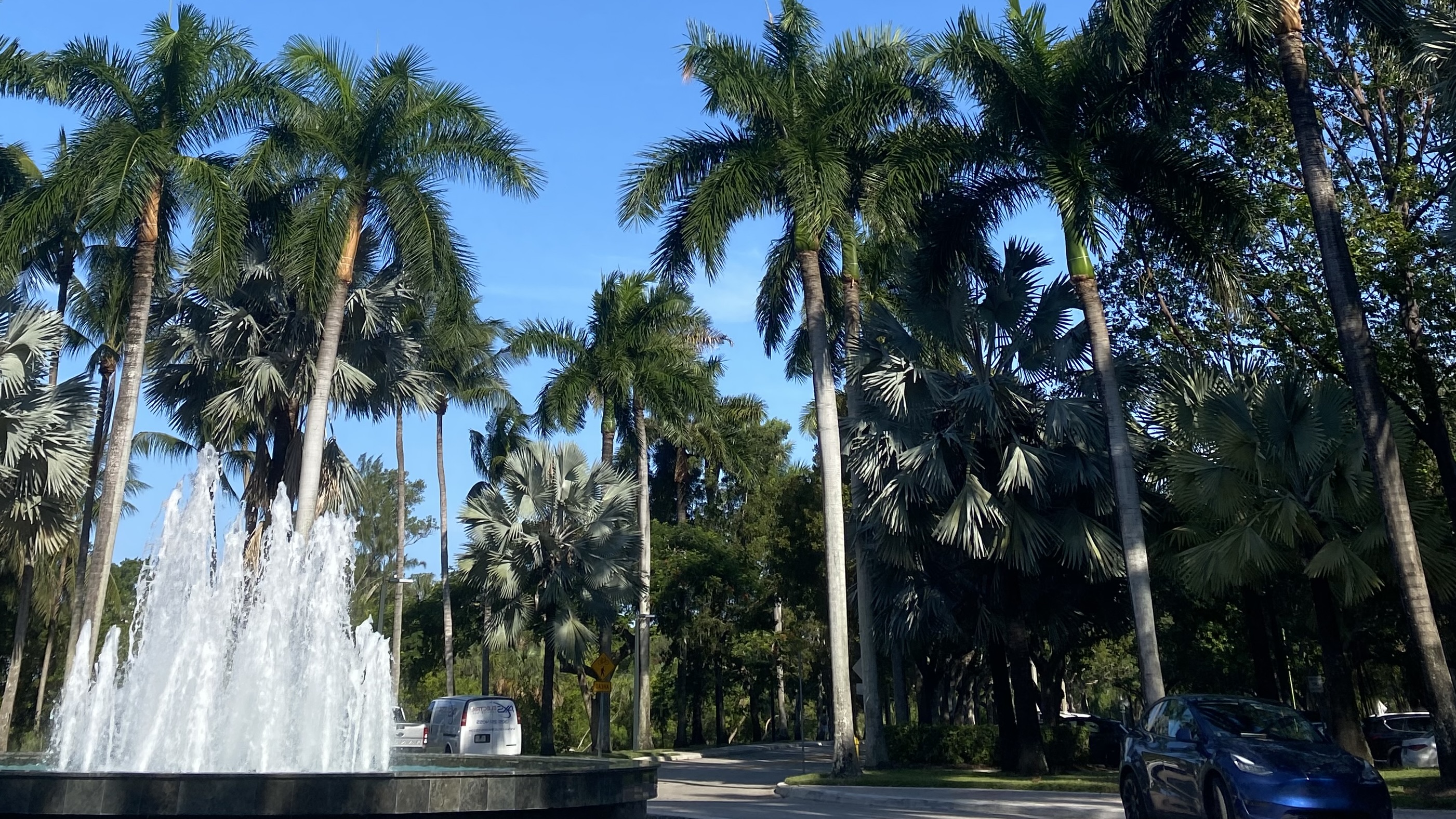 palmtree_and_fountain_background